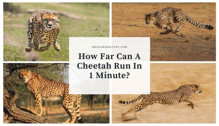 How Far Can A Cheetah Run In 1 Minute? – Measuring Stuff