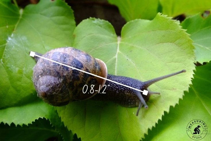 9 Things That Are 5 Inches Long (Check Out #3) – Measuring Stuff