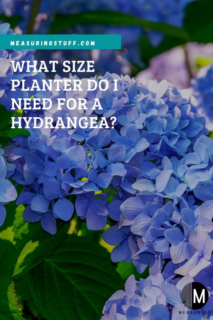 What Size Planter Do I Need For A Hydrangea? – Measuring Stuff