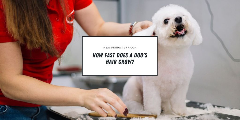 How Fast Does A Dog’s Hair Grow?(With Examples) Measuring Stuff