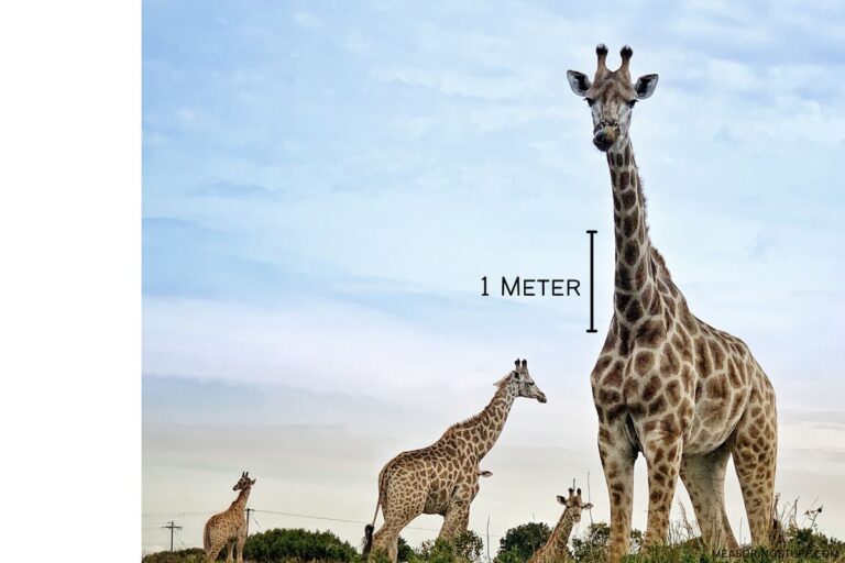 How Long Is 1 Meter Compared To An Object? – Measuring Stuff